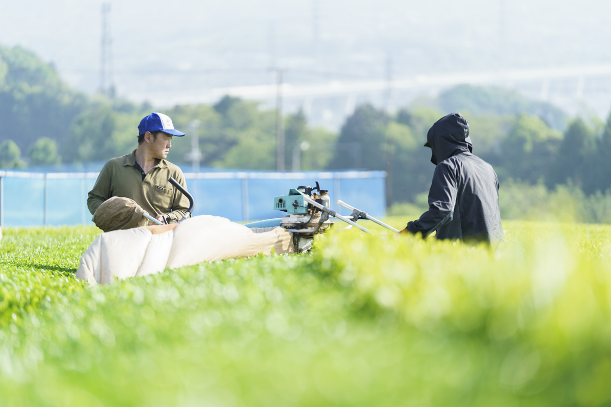 富士市のお茶ー勝亦園ー